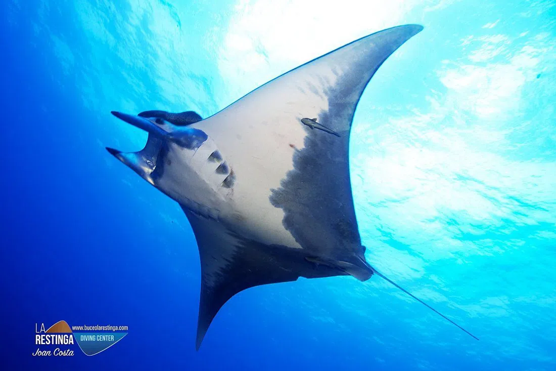 Centro de Buceo El Hierro, the long-running dive centre in La Restinga