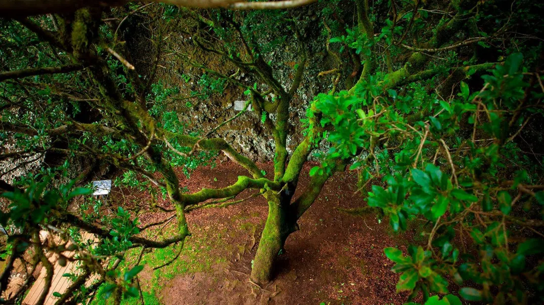 Árbol Garoé, the sacred tree near San Andrés on El Hierro
