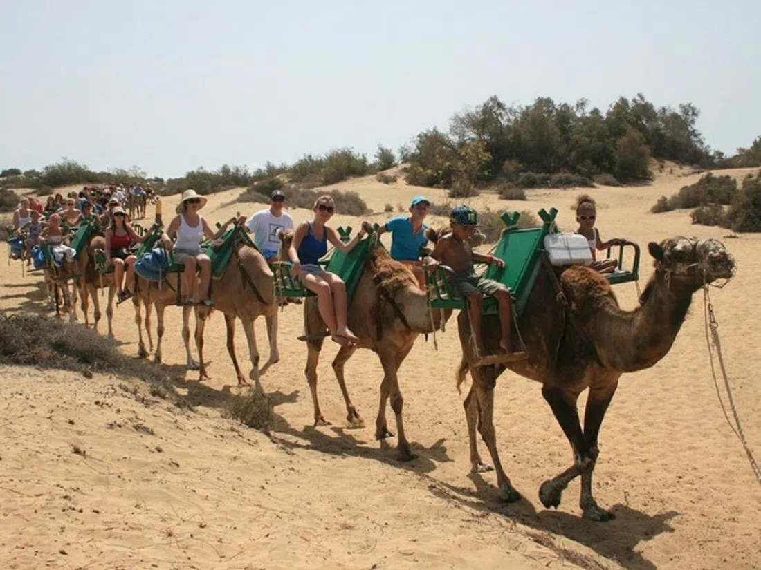 Camello Safari Duna Oasis