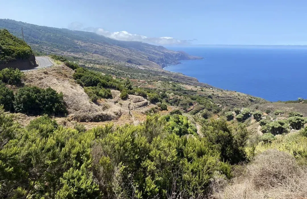 the dragon trees and north-coast view at Mirador de la Tosca, Barlovento