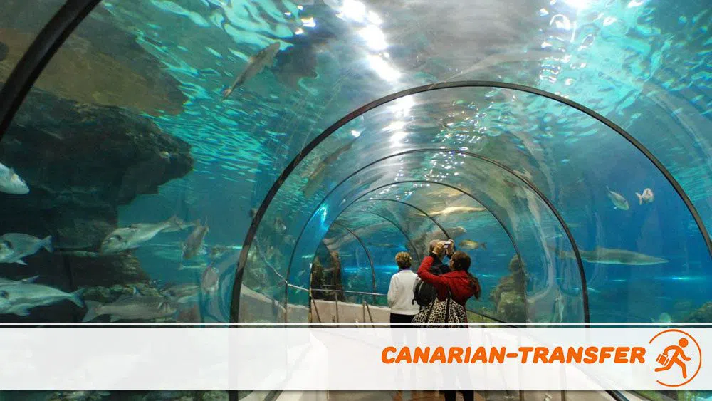 Lanzarote Aquarium in Costa Teguise, tanks of Atlantic marine life