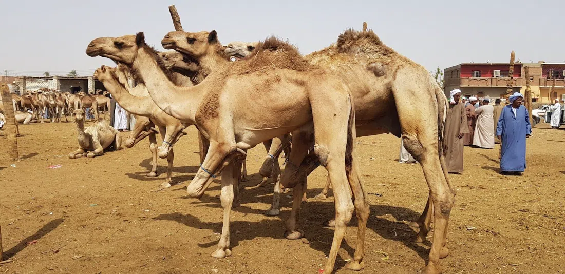 Daraw Camel Market, Luxor