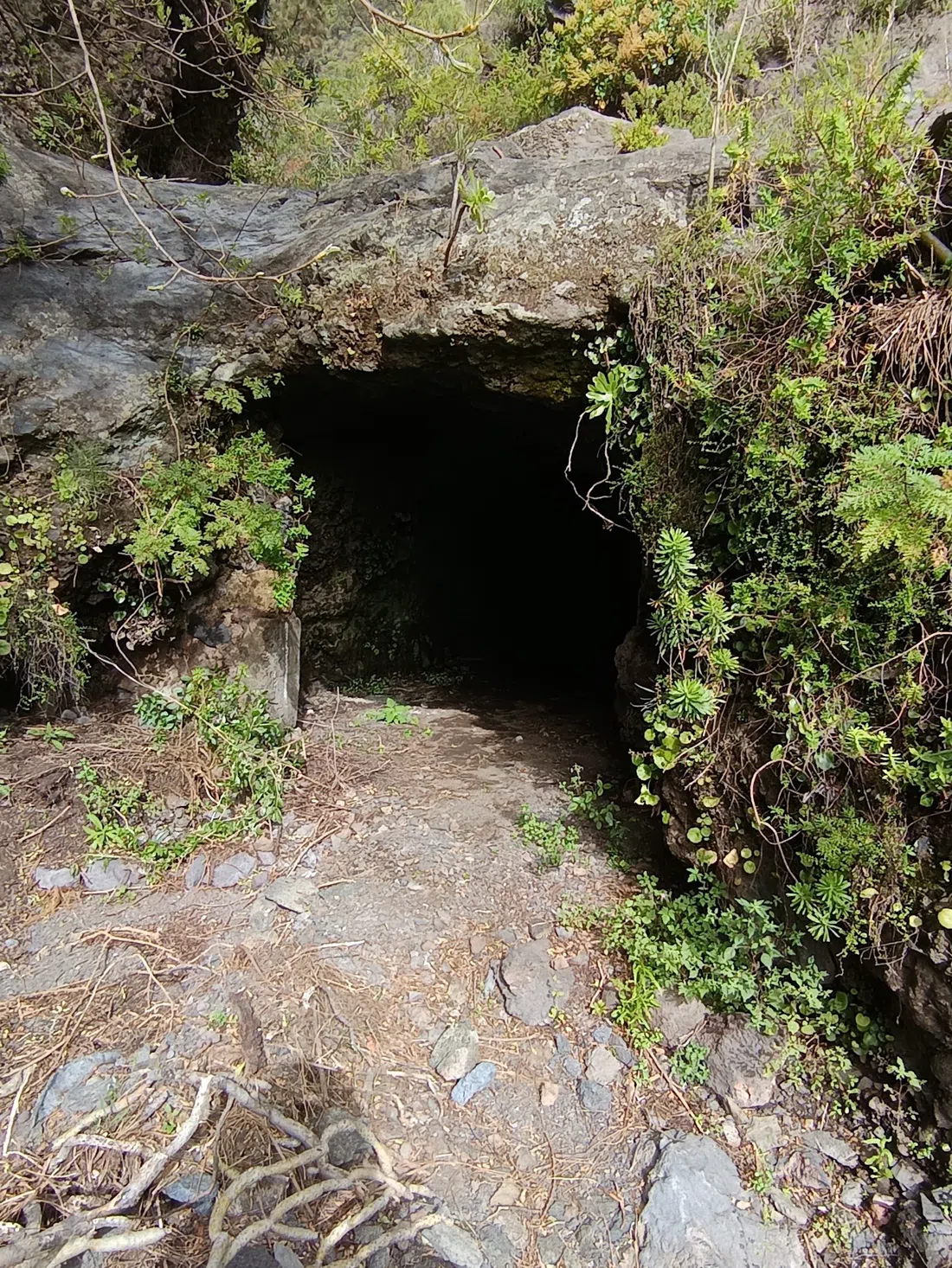 the Barranco de Chacorche ravine trail above Igueste de Candelaria climbing into pine forest