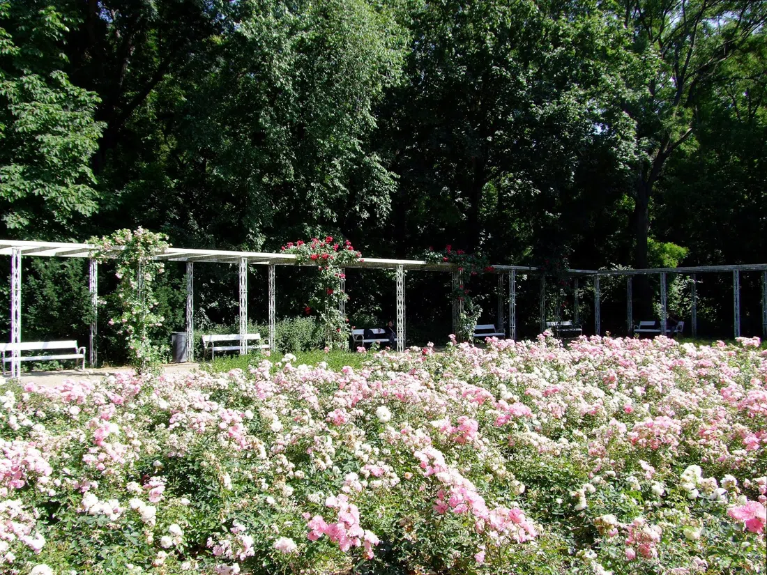 Rózsakert (Rose Garden), Budapest