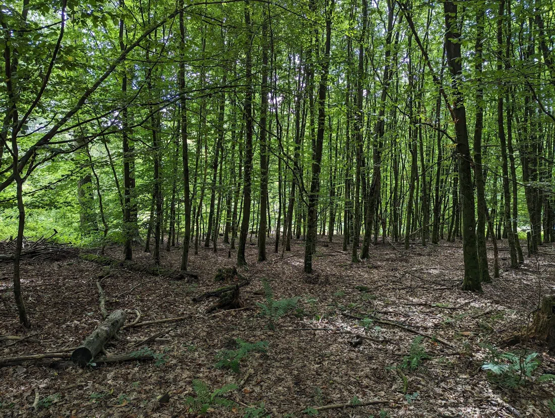 Königsforst, Cologne