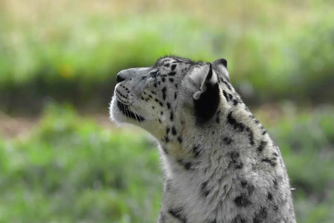 Highland Wildlife Park (RZSS), Edinburgh