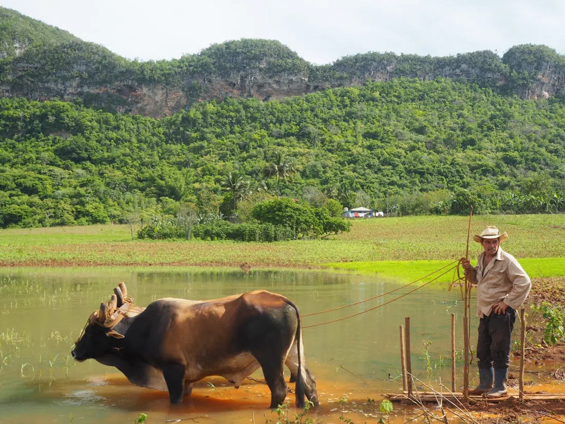Authentic Vinales Tours, Havana