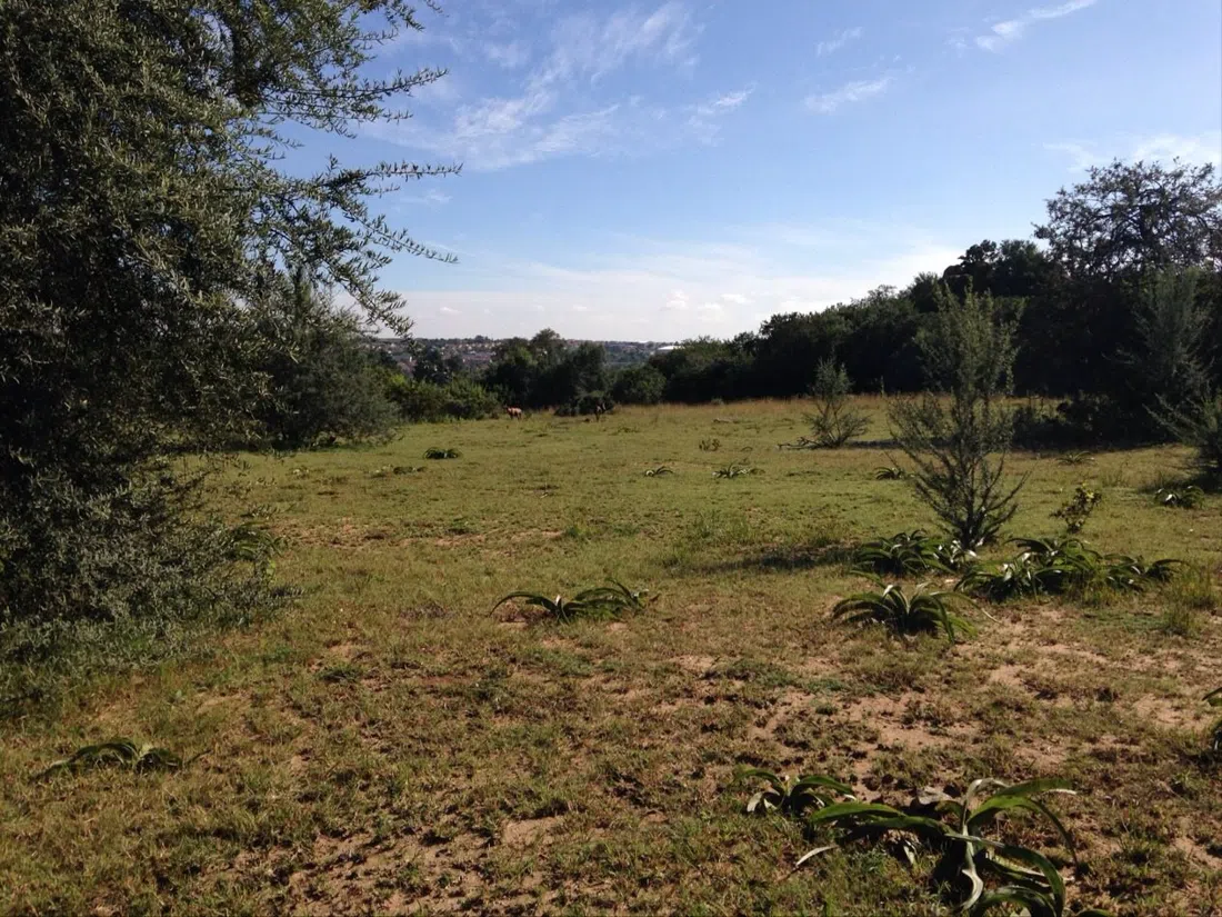 Norscot Koppies Nature Reserve, Johannesburg
