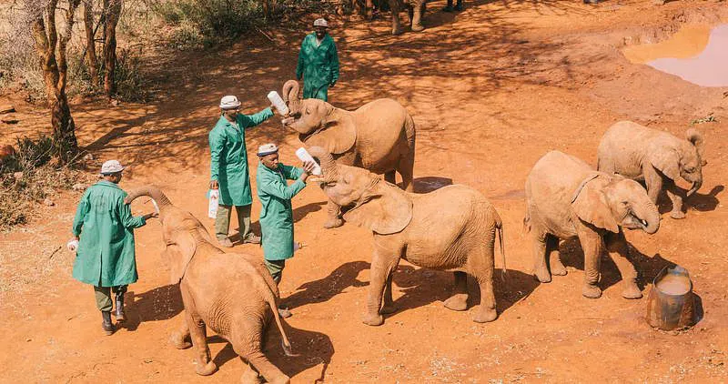 Sheldrick Wildlife Trust Nairobi Nursery, Nairobi