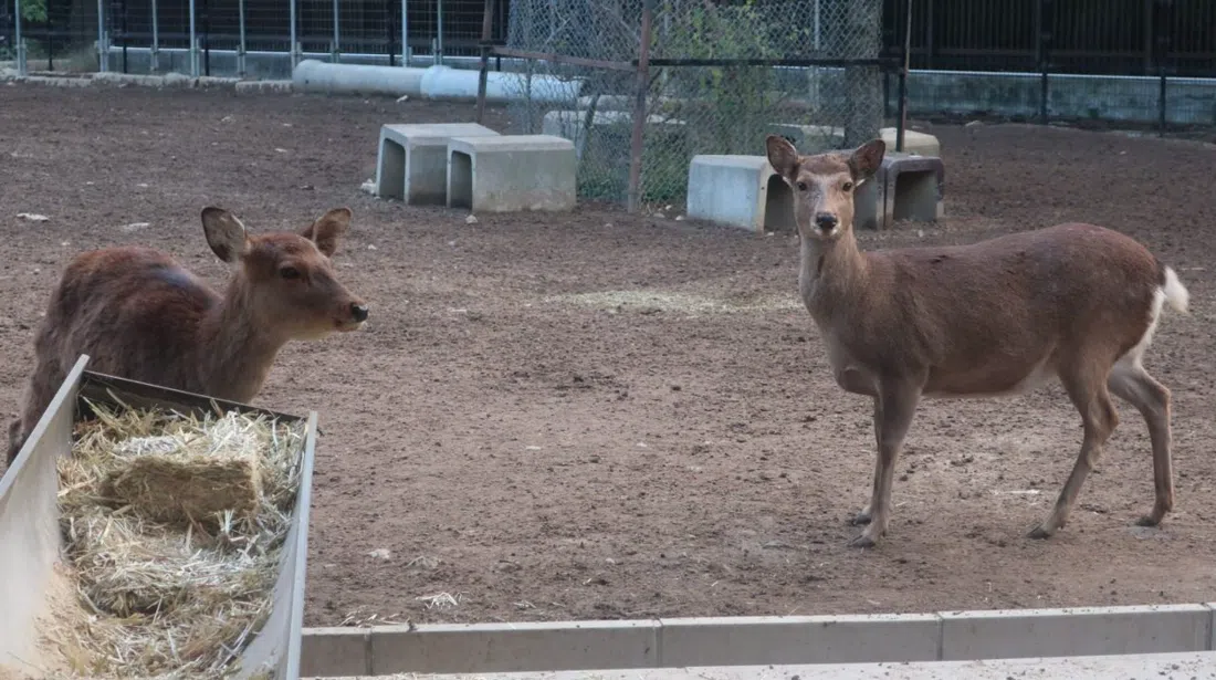 Rokuen (Deer Garden, Nara Deer Preservation Foundation), Osaka