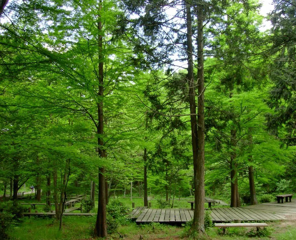 Osaka Prefectural Forest Hoshida Park — Hoshi no Buranko, Osaka