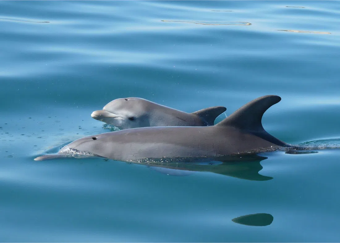 Dolphin Discovery Centre, Perth