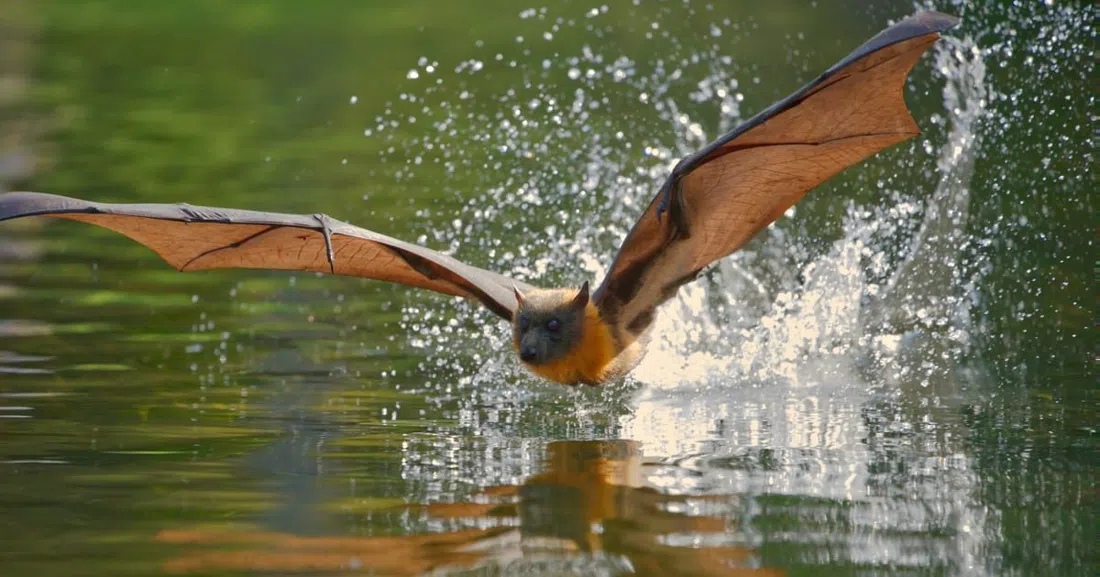 Ku-ring-gai Flying-fox Reserve, Gordon, Sydney