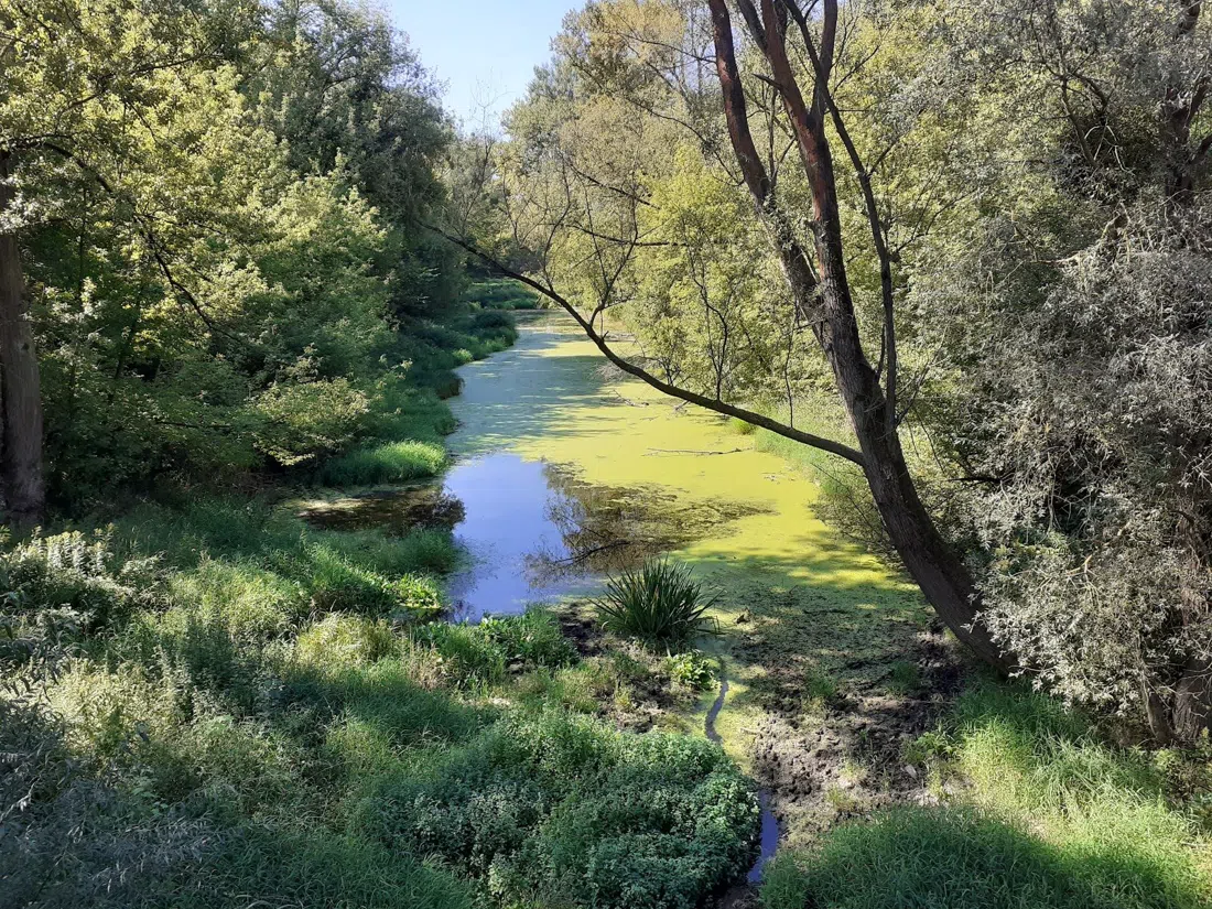 Rezerwat Przyrody Kępa Bazarowa, Torun