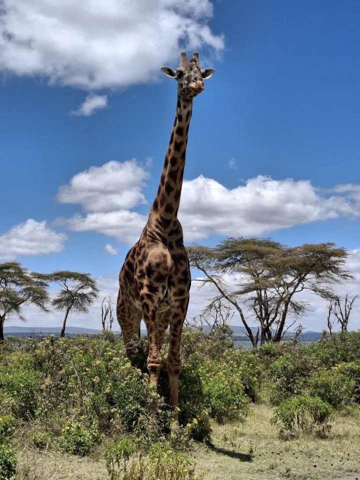 Crescent Island Game Sanctuary, Lake Naivasha, Nairobi