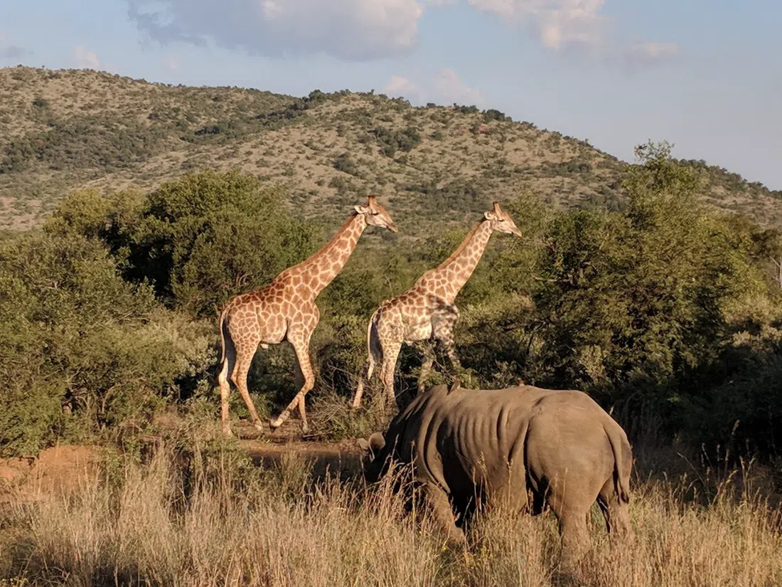 Pilanesberg National Park, Johannesburg