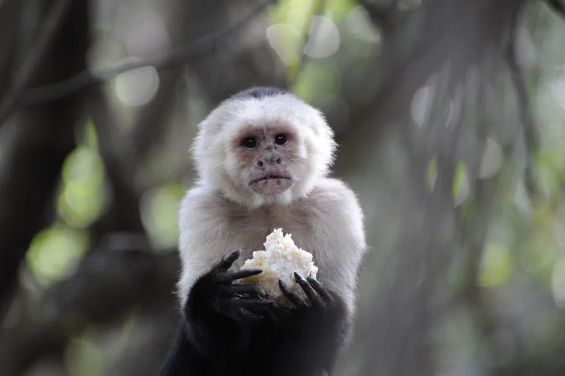 Bush Babies Monkey Sanctuary, Johannesburg