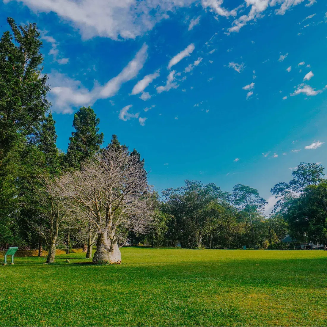 Kebun Raya Bogor (Bogor Botanical Gardens), Jakarta