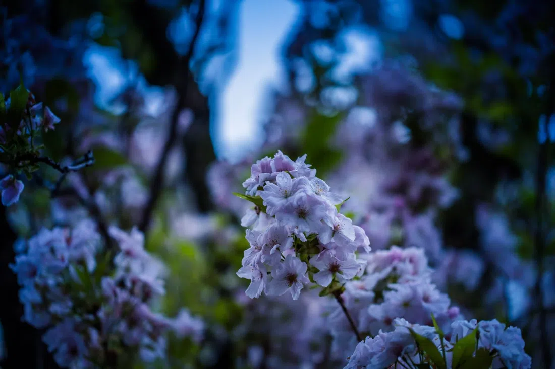 Cherry Blossom Avenue (Heerstrasse & Breite Strasse), Bonn