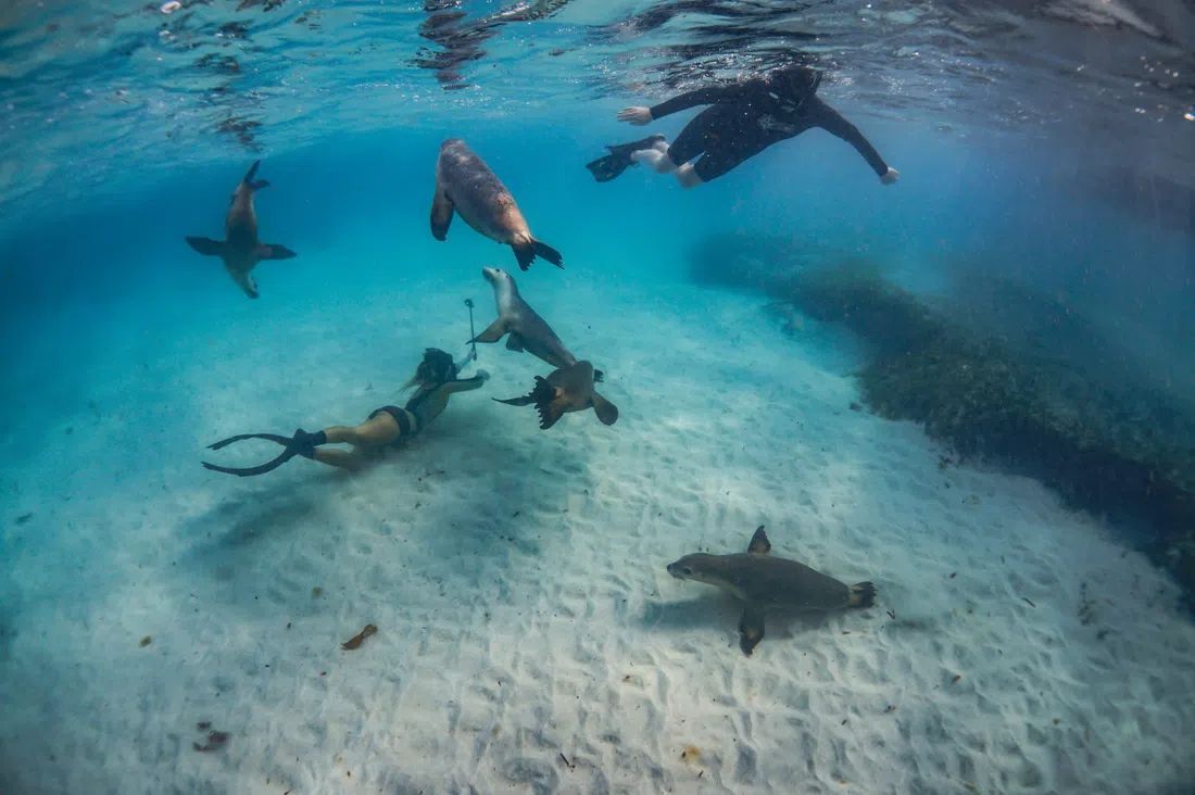 Turquoise Safaris, Perth