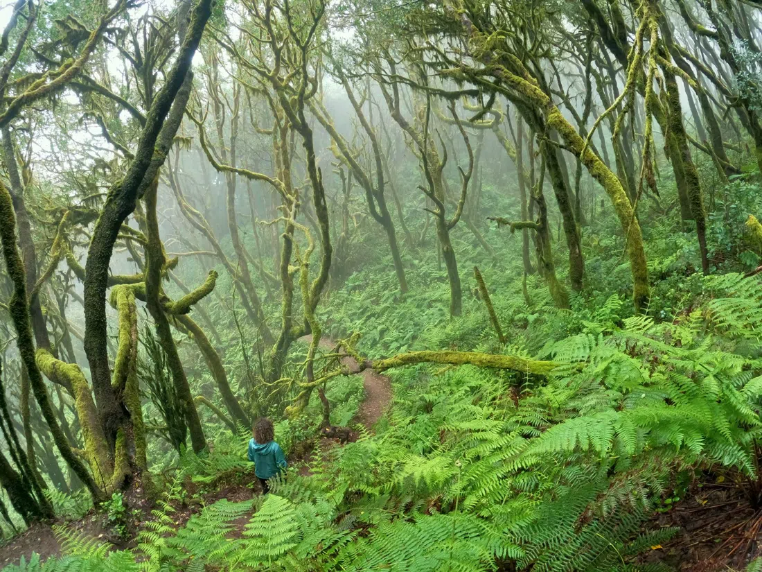 Alto de Garajonay, La Gomera