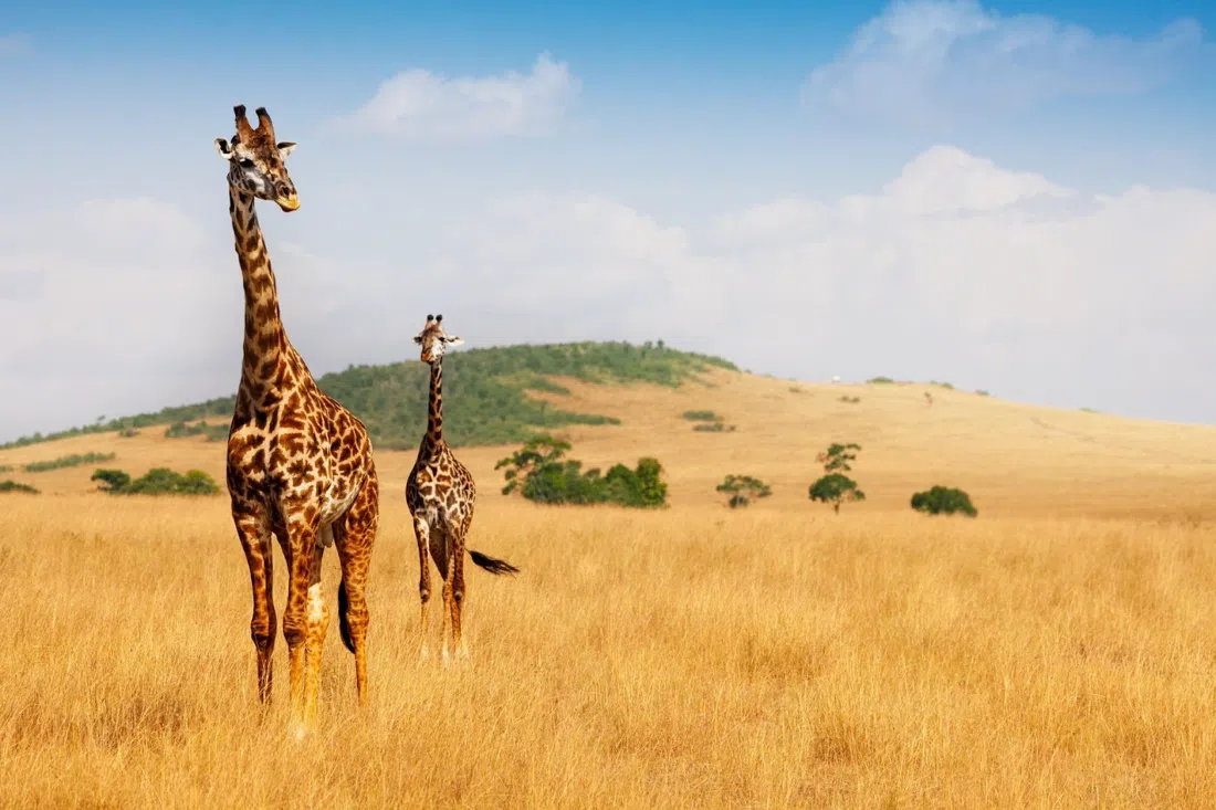 Maasai Mara National Reserve, Nairobi