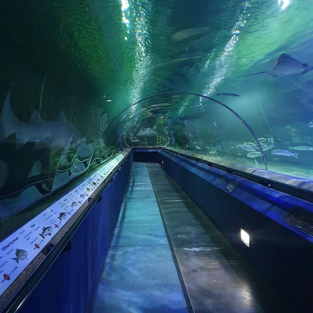 Deep Sea World, Edinburgh