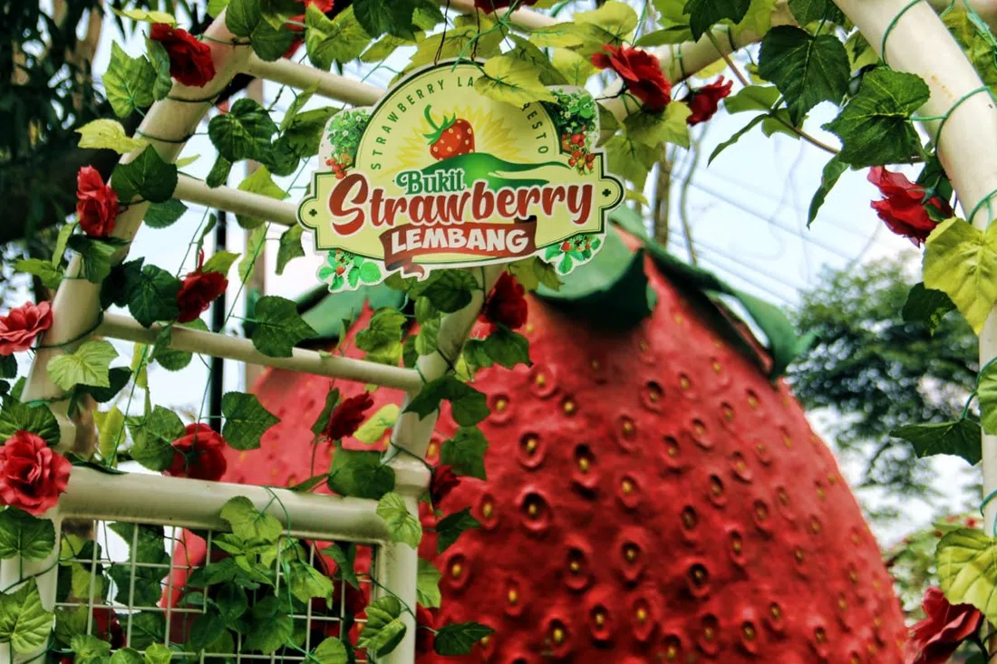 Bukit Strawberry Berbunga, Jakarta
