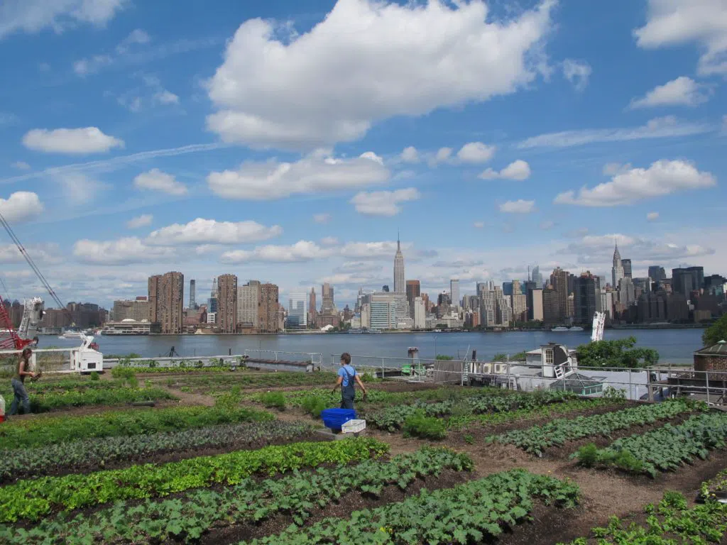 Eagle Street Rooftop Farm, New York