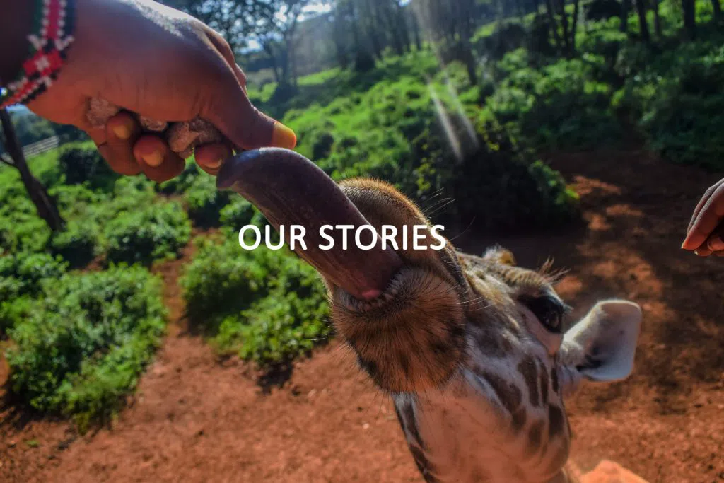 Giraffe Centre, Nairobi